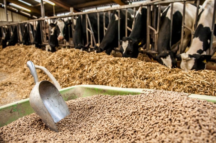 Animal Feed products in Masvingo, Zimbabwe